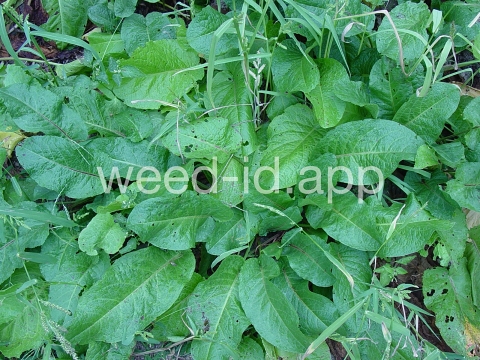 dock, broadleaf